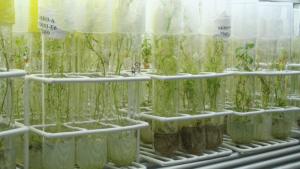 Midagri liderará cita mundial sobre semillas y seguridad alimentaria - TIRFAA 2025