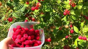 Midagri organizará el Primer Foro Internacional de la Frambuesa