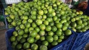 Midagri: precios del limón responden a factores estacionales que son temporales