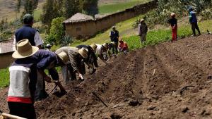 Midagri realizará Encuesta Nacional de Intenciones de Siembra en 1.635 distritos a nivel nacional