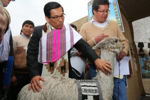 Minagri busca darle valor agregado a la fibra de alpaca