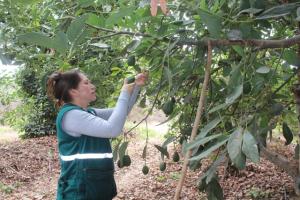 Minagri certifica más de 4.500 toneladas de palta Hass para exportación