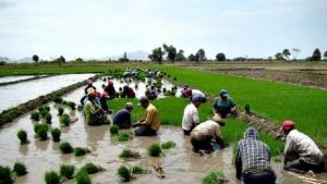 Minagri: El Plan Nacional de Cultivos se enfocará en el mercado, no en la producción