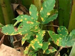 MINAGRI INICIA PLAN DE ACCIÓN RÁPIDA CONTRA ROYA AMARILLA DEL CAFETO