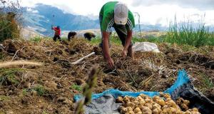 Minagri prepara seguro para deudas agrarias con bancos