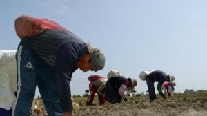 Minagri tendría listo en tres meses un sistema de alerta para prevenir sobreproducción agraria