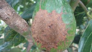 Moquegua: Transfieren tecnologías orgánicas para reducir la pérdida de palto por plagas y enfermedades