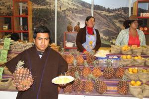 N.E.C. CHALAMARCA II PROYECTA PRODUCIR  7.5 MILLONES DE UNIDADES DE PIÑAS ESTE AÑO