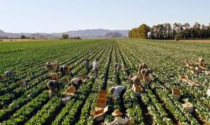 No se ha precisado con claridad cuáles son las actividades que las empresas agrarias o de alimentos pueden seguir realizando