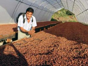 Norandino instala planta procesadora de cacao en Piura