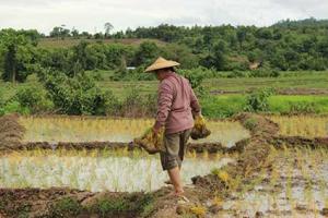 Nueva política agraria china desincentiva la producción de frutas