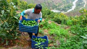 Nuevo récord: hasta agosto, Perú ya superó los US$ 1.000 millones en exportaciones de palta, más que en todo el año pasado