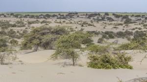 Nuevo reglamento ambiental impulsa adecuación en el agro peruano