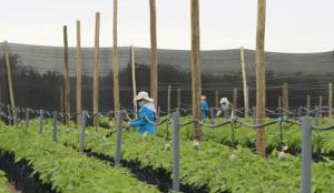 Olmos: Agricultores respaldan que Midagri asuma operación transitoria del proyecto