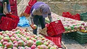 Once retos a superar para desarrollar una mejor industria del mango peruano
