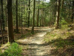 ORGANIZAN CUMBRE MUNDIAL DE LOS BOSQUES