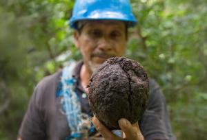 Osinfor y la empresa Candela impulsarán la sosteniblidad y comercio justo con productores de castaña de Madre de Dios