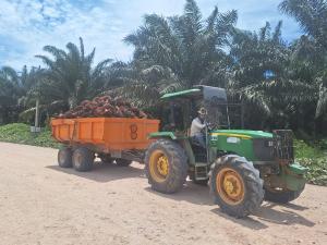 Palmas para la palma aceitera