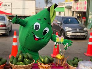 Palta Hass va ganando mayor posicionamiento en mercado local