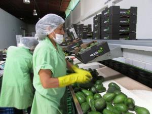 PALTA PERUANA ENTRARÁ EN LA INDIA A PARTIR DE AGOSTO