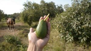 Palta peruana estaría próxima a ingresar a Corea del Sur