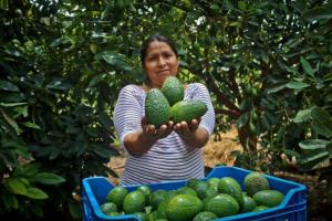 Palta peruana proyecta baja en calibre de hasta un 30%