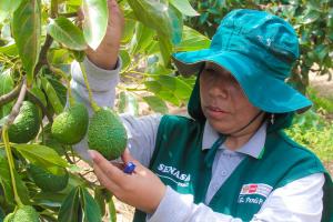 Palta peruana puede ingresar a 67 países a nivel mundial