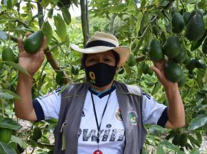 Palta se consolida como el principal producto de agroexportación de Cusco