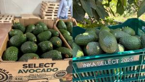 Paltas y uvas peruanas buscan nuevos destinos ante mercados saturados