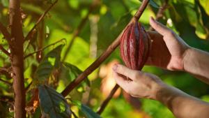 Panorama productivo y comercial del cacao en el mundo: potencial para el Perú