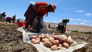 Papa peruana: los obstáculos para la apertura de 32 nuevos mercados de exportación