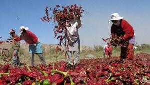 Páprika (pimentón), tomate y uva presentan los mayores niveles de contaminantes