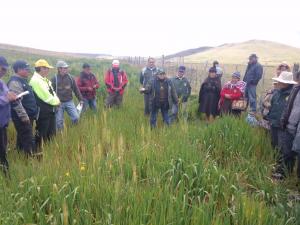 PASCO: MÁS DE 80 PRODUCTORES GANADEROS SE CAPACITAN EN PASTOS Y FORRAJES