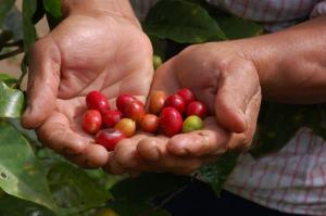 PBI AGRÍCOLA DEL PERÚ CRECERÍA 4,4% Y 4,3%, EN 2013 Y 2014, RESPECTIVAMENTE