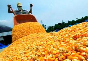 Pedidos de los gremios agrícolas será la modificación de los topes al sistema de franja de precios como medida de promoción a la agricultura nacional