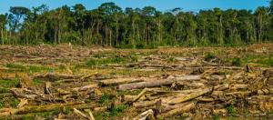 PEQUEÑA AGRICULTURA FUE PRINCIPAL CAUSA DE DEFORESTACIÓN EN PERÚ