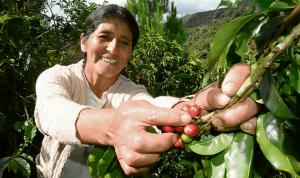 Pequeños caficultores perdieron hasta US$ 50 por quintal