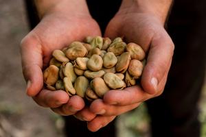 Pequeños productores del Valle Sagrado de los Incas venden 30 toneladas de haba seca palada