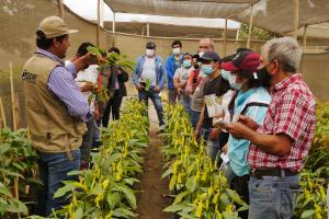 Pequeños productores y emprendedores de Áncash se capacitarán en palto, apicultura, holantao y mango