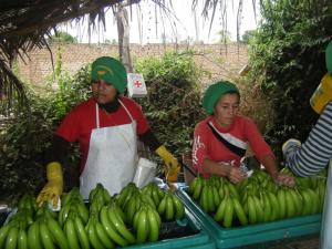 PERHUSA, DOLE Y ACOPAGRO TRABAJAN CON PEQUEÑOS PROVEEDORES