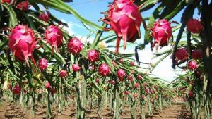 Perú avanza en el mercado global de pitahaya: las claves para garantizar su crecimiento sostenible
