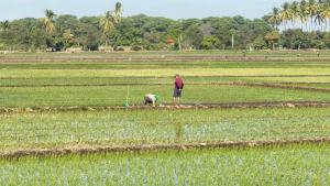 Perú: avanza proyecto impulsará una producción de arroz más sostenible y resiliente