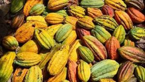 Perú concentra el 60% de la biodiversidad de cacao existentes en el mundo