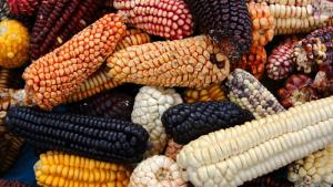 Perú cosechó 226 mil hectáreas de maíz amiláceo en 2024, alcanzando una producción de 773 mil toneladas