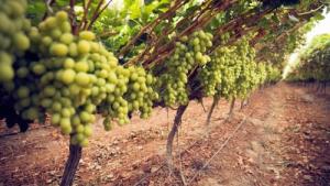 Perú cuenta con 23.320 hectáreas de uva de mesa certificadas