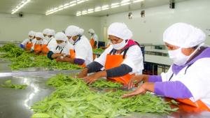 Perú despachó 3.060 toneladas de arveja por US$ 10.7 millones en julio de este año