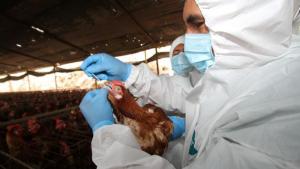 Perú en proceso de declararse libre de influenza aviar
