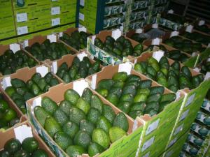 PERÚ ENVIARÍA PALTA HASS A CHINA EN JULIO DE ESTE AÑO