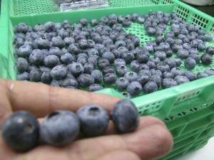 Perú envió primer contenedor de arándanos a China vía marítima