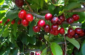 Perú está a seis u ocho años de convertirse en competidor de Chile en el cultivo de la cereza